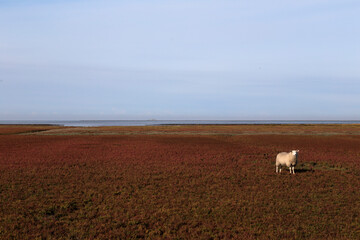 Schafe an der Nordsee auf einem Feld von Roten Queller