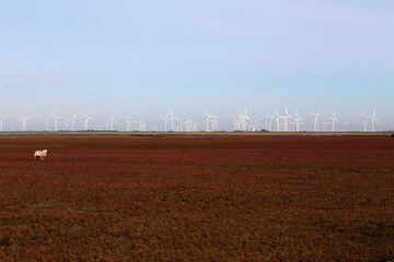 Windpark an der Nordsee im Herbst