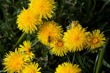 Gelb blühender Löwenzahn auf einer grünen wiese im Frühling