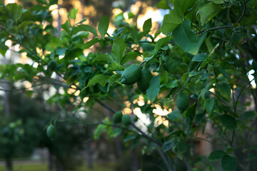 green lemon on the tree. High quality photo