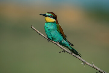European Bee-eater (Merops apiaster) perched on a branch.
