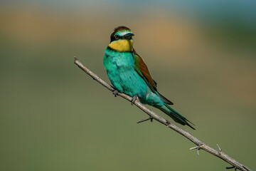 Obraz premium European Bee-eater (Merops apiaster) perched on a branch.