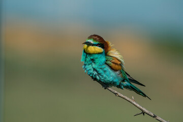European Bee-eater (Merops apiaster) perched on a branch.