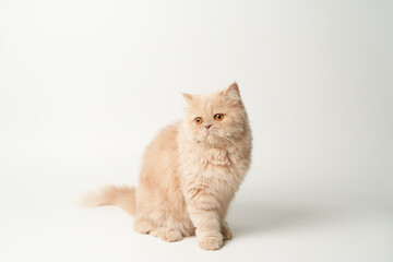 persia-cat-sitdown-look-at-top