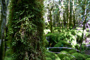 Spring on french pyrennes forest