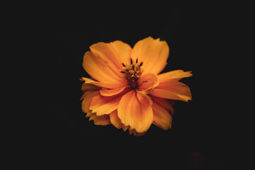 orange flower on black background