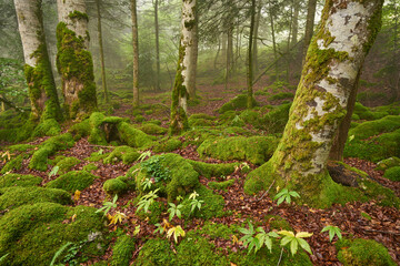 Spring on french pyrennes forest