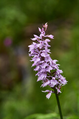 Spring on french pyrennes forest