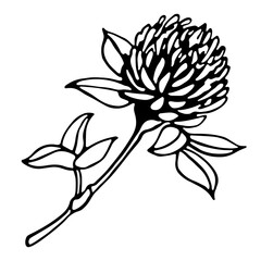 clover flower branch botanic contour illustration