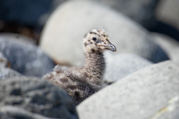 Seagull chick