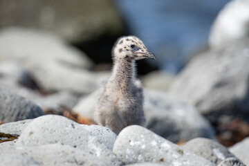 Seagull chick