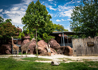 Zoo Giraffes © Dave