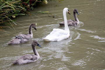 Adult swan swimming with her cygnets on a canal in the UK