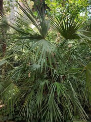 Dwarf palm in a greenhouse of tropical plants with narrow long leaves folded into a fan