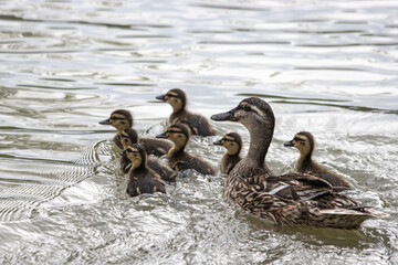 Mother Mallard and her Ducklings swimming on a canal in the UK
