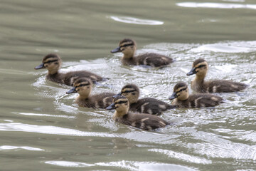 Mallard Ducklings swimming on a canal in the UK
