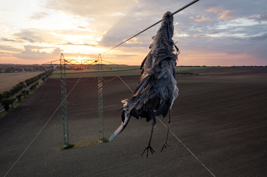 Closeup dead egret bird grey heron (Ardea cinerea) after collision with hi voltage wire where is holded by neck and still hanging under it. Sad scene on background of flat Central Bohemian landscape.
