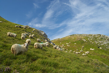 Sheep on French mountains