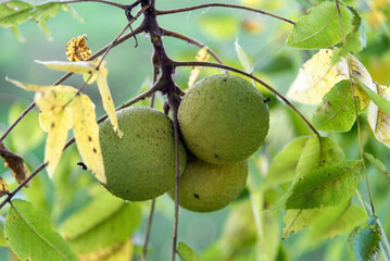 Black Walnut Tree Drupes, Or Nut-Like Fruit, In September