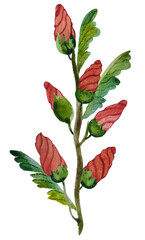 Twig with red flower buds and leaves