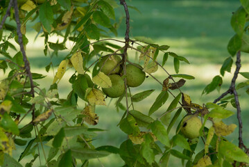 Black Walnut Tree Drupes, Or Nut-Like Fruit, In September