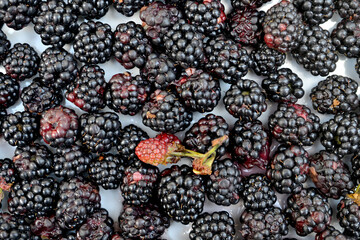 Close up of shiny, freshly picked blackberries