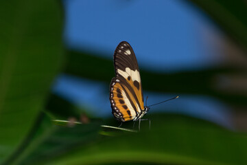 The beautiful butterfly (Heliconius ethilla narcaea) under a passion fruit (Passiflora edulis) leaf in the city of Rio de Janeiro, Brazil	