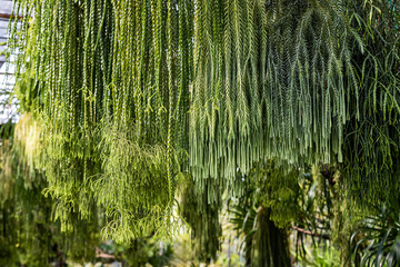 Close up leaves of Huperzia ferns or keeled tassel fern, Green leaves hanging vertical lines pattern on natural background