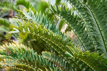 Sydney Australia, closeup of detail in frond of a encephalartos arenarius or dune cycad which is native to south africa