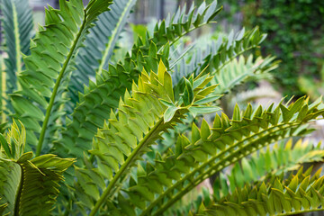 Sydney Australia, closeup of detail in frond of a encephalartos arenarius or dune cycad which is native to south africa