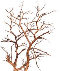 Isolated tree branches, often dead, are commonly found in rural Thailand during the dry season.