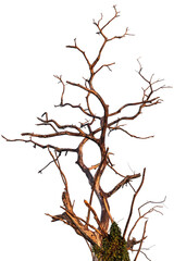 Isolated tree branches, often dead, are commonly found in rural Thailand during the dry season.
