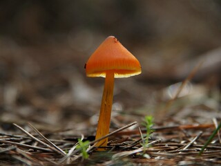 mushroom in the forest