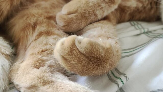 pattes avant de chat en gros plan