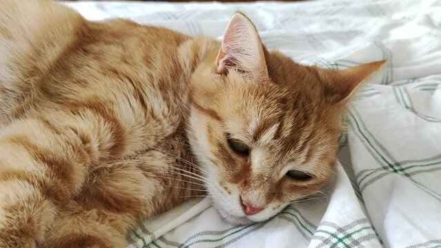 chat allong&eacute; sur un lit
