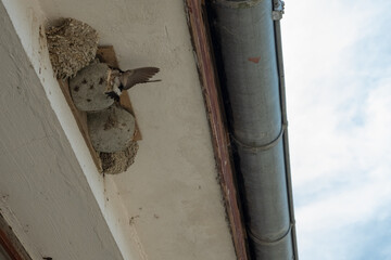 Schwalbenfütterung 2 von 5