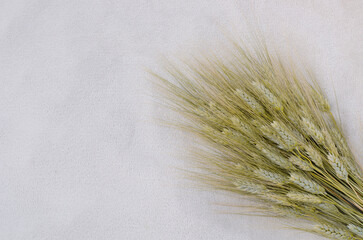 ears of wheat on a white background