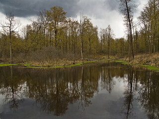 Forest water reservoir in early spring.