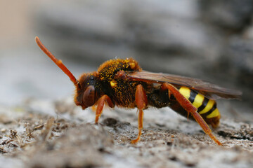 Closeup of a colorful red female Lathbury's Nomad Bee , Nomada lathburiana, in the sand
