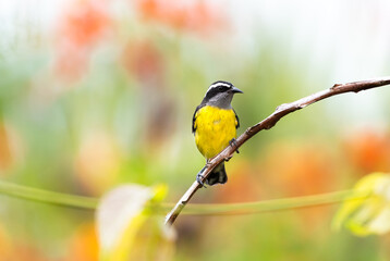Small yellow bird, Bananaquit perched on a branch with a colorful background in Trinidad and Tobago.