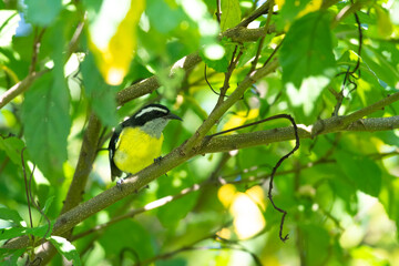 Bananaquit perching in a tree in a garden in Trinidad and Tobago.