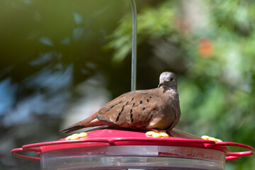 Ruddy Ground Dove resting in the sunlight on a hummingbird feeder in a tropical garden.