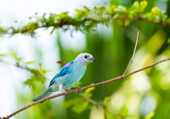 Tropical Blue-gray Tanager perched on a branch in a garden.