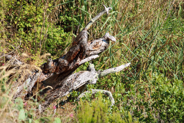 Radice morta contorta assolata tra la vegetazione e forma astratta