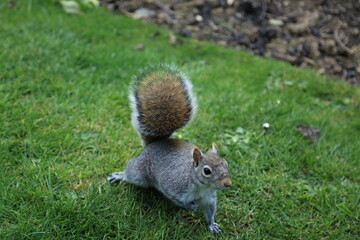 squirrel in the park