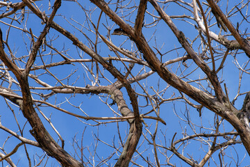 Dead tree branches against blue sky.
