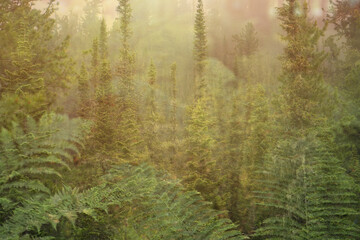 double exposure forest