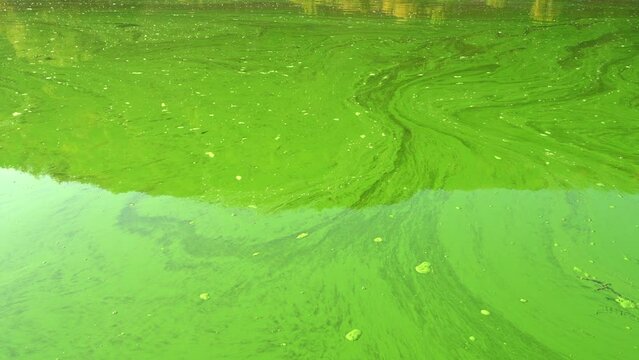 Streaks of blue-green algae or cyanobacteria have turned water completely green
