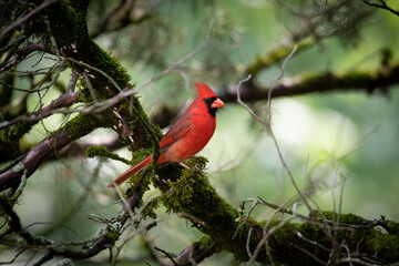 Pretty Cardinal on an Alabama Summer day