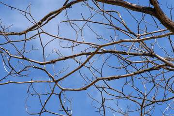 Dead tree branches against blue sky.